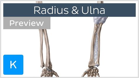 Related posts of human arm bone anatomy bone anatomy of upper extremity. Bones of the forearm - Radius and ulna (preview) - Human ...