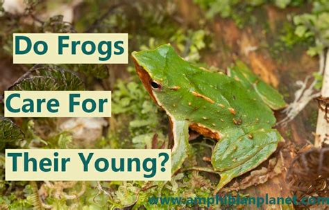 Do Frogs Care For Their Young Parental Care Explained