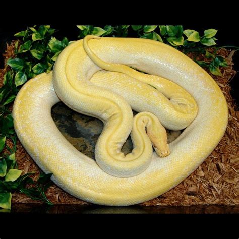 2009 Male Albino Green Burmese Python Burmese Python Python Albino