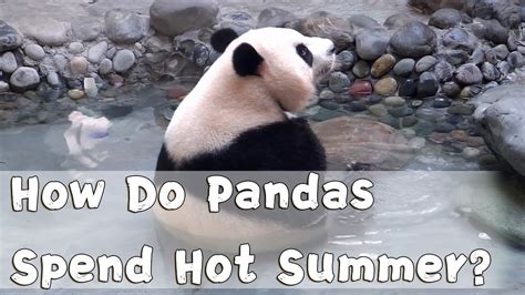 How Do Pandas Spend Hot Summer Ipanda Youtube