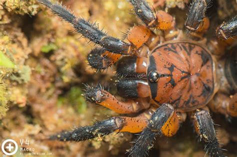 Liphistius Desultor ♀ A Large Red Colour Trapdoor Spider Flickr