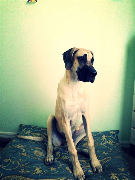 Great Dane Dane Dog Great Dane Dog Life