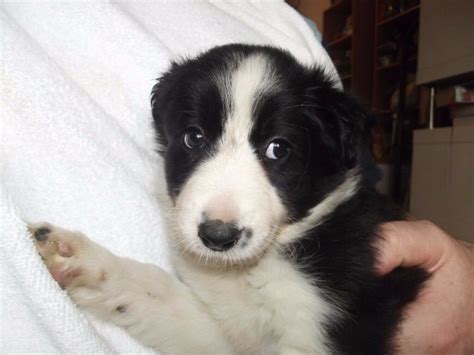 2 boys and 2 girls. Beautiful Border Collie Puppies | in Hull, East Yorkshire | Gumtree