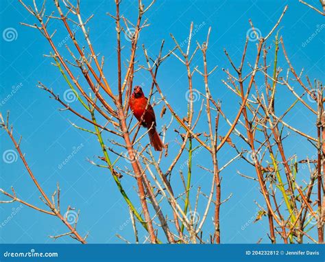 A Red Northern Cardinal Bird Perched On Bare Branches Looking Forwar