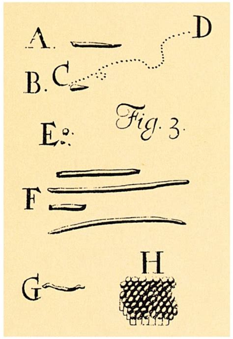 Antonie van leeuwenhoek was a moderately educated owner of a textile business and a scientist. Anton Van Leeuwenhoek: biografia, microscopio, y mas
