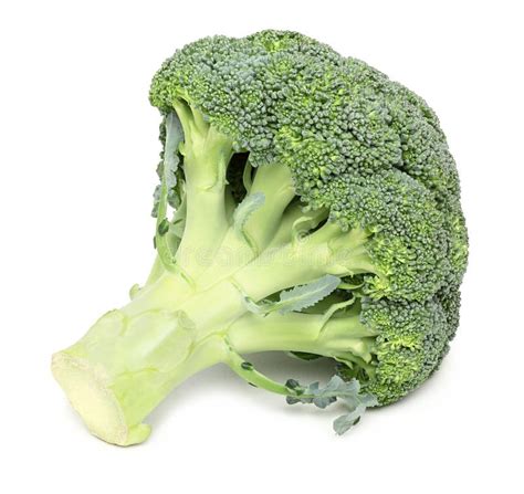 One Whole Head Of Broccoli Isolated Stock Image Image Of Object Food