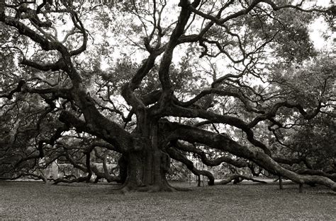 Angel Oak Bandw A Black And White Version Of The Tree We Visi Flickr