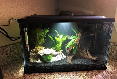 10 Best Fish For 5 Gallon Tank Things To Consider