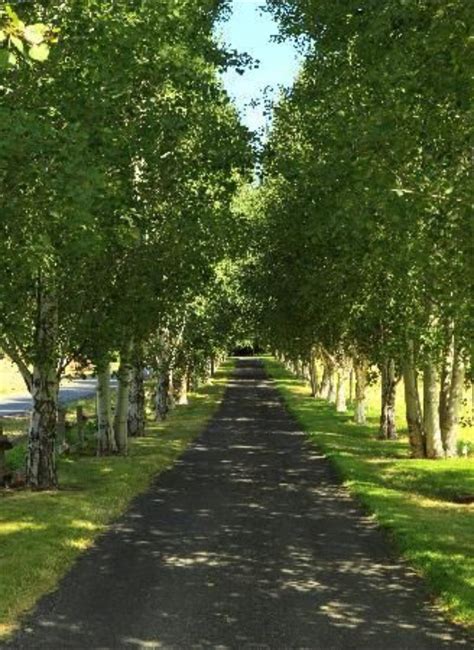 Pin By Lisa Howard On Perfect Driveway Tree Lined Driveway Driveway
