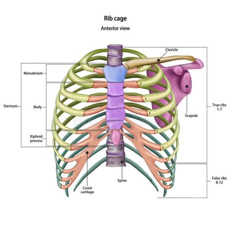 Bones Of The Human Chest Rib Cage Bones With The Name And Description