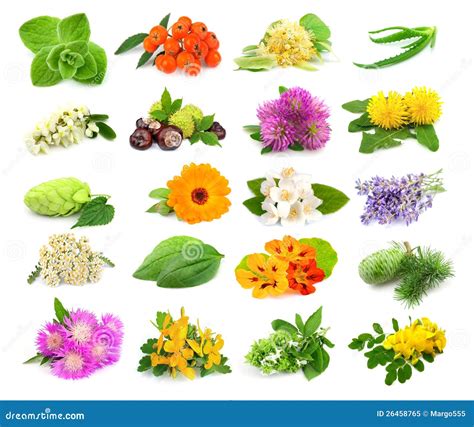 Collection Of Herbs And Flowers Stock Image Image Of Calendula