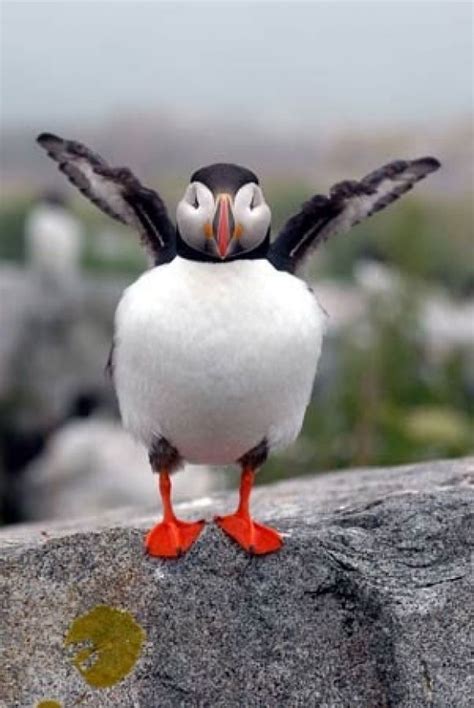 The Puffin Is A Northern Bird This Is An Atlantic Puffin That Lives On