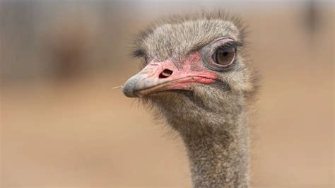 Ostriches Facts Characteristics Behavior Diet More