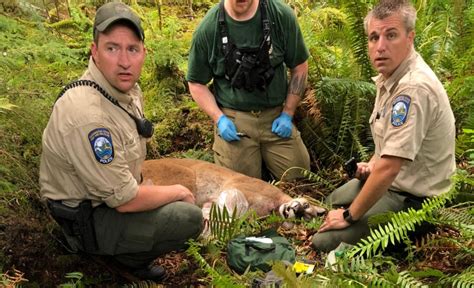 Bikers Death Near Seattle Is Washingtons First Cougar Fatality In 94