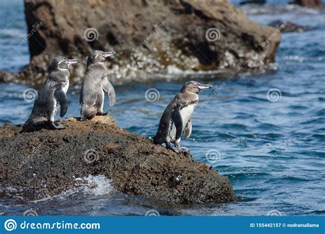 Group Of Galapagos Penguins On A Rock In Santiago Island Galapagos