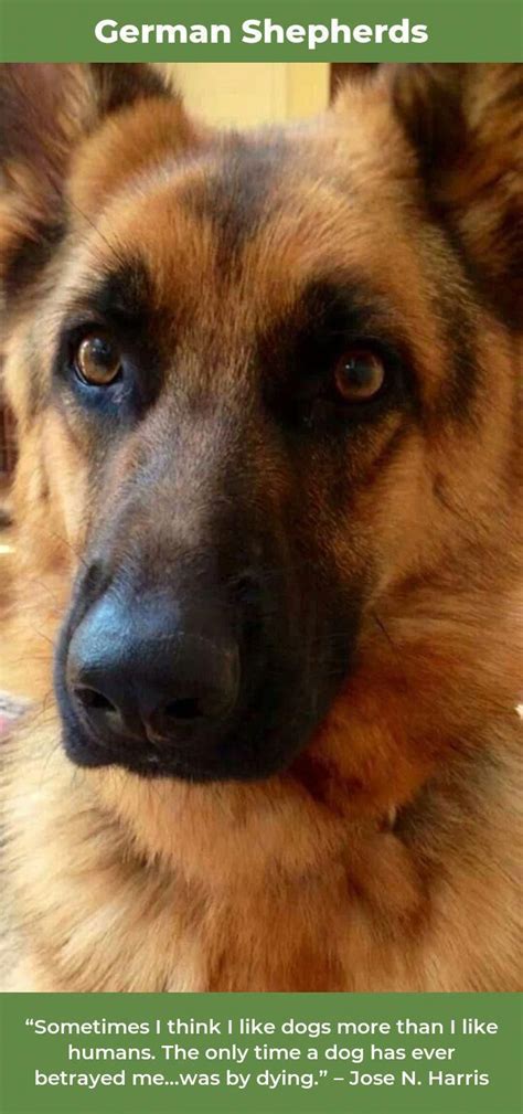 Obtain Great Recommendations On German Shepherd They Are Actually