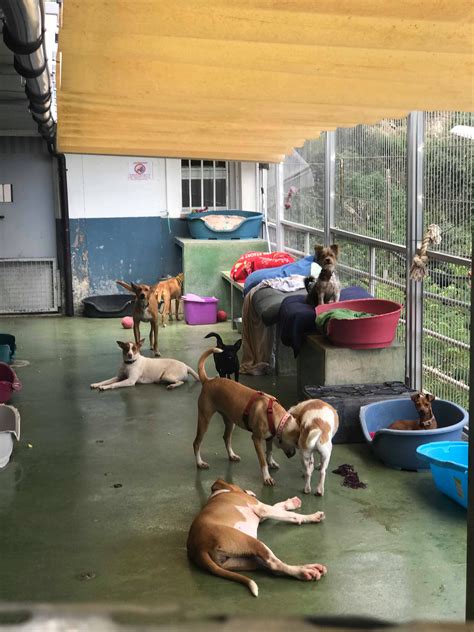 Volunteering With Animals, Vision Board, Volunteer Work, Animal Care