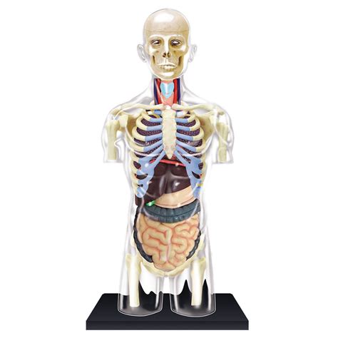You'll learn how to draw the skeleton and build muscles on top. 4D Human Anatomy Transparent Torso Model | TEDCO toys