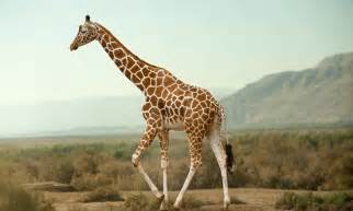Giraffes Evolved Long Necks To Regulate Body Temperature