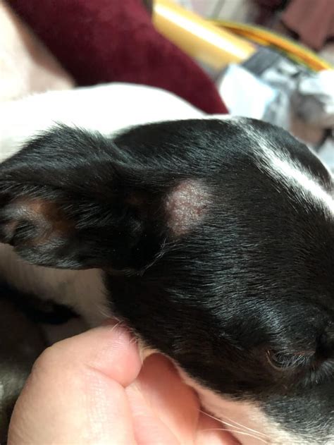 Found This Dry Bald Spot Near My Dogs Ear Any Ideas On What This