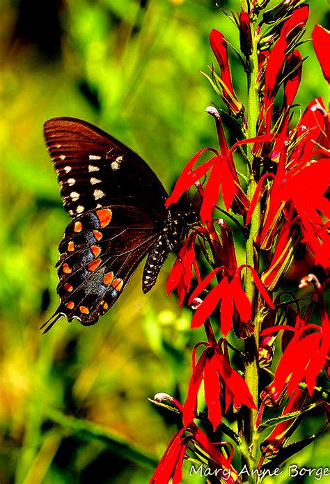 Spicebush Swallowtail With Cardinal Flower Photo By Mary Flickr