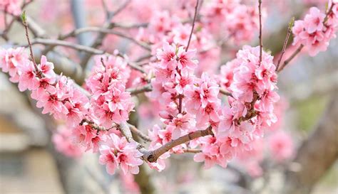 Spring Flowers In Japan When And Where To Go Top Tips