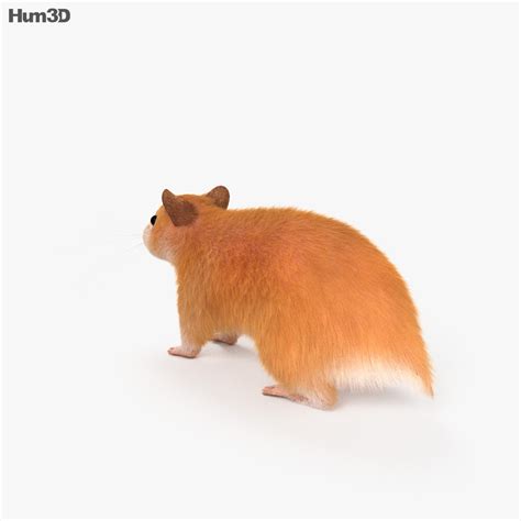 Get pro member benefits for $71.88/year. Hamster Picture 835 1000 Jpg / Large Twin Towner Syrian ...