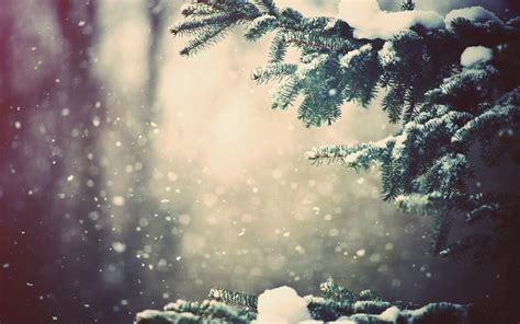 Snow Winter Trees Bokeh Wallpapers Hd Desktop And