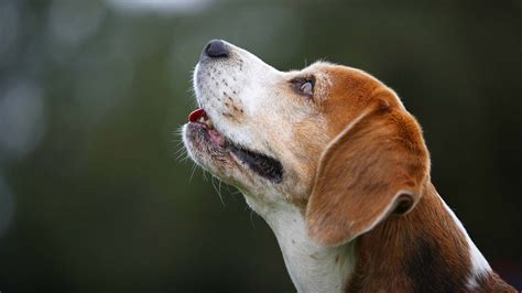 Das neue team von tiere suchen ein zuhause: Tiere suchen ein Zuhause: Trailen - So lernen Hunde Handys ...