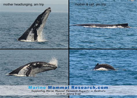 Marine Mammal Research Marine Mammal Sightings 2011