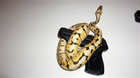 Snakes And Guns Makes Me Happy