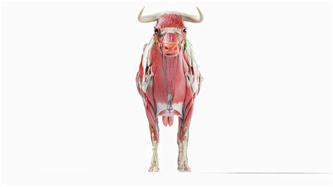 3d Bull Anatomy Static Turbosquid 1710999