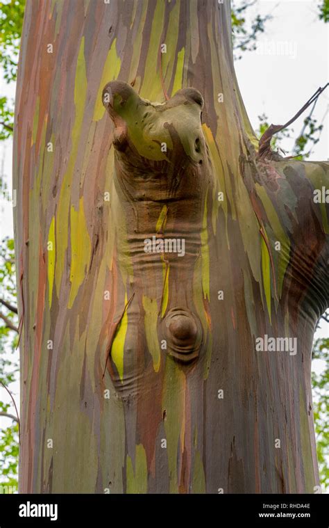 Detail Of Colorful Bark Of Rainbow Eucalyptus Tree Stock Photo Alamy