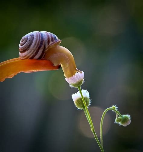 Astounding Macro Photography Of Snails By Vyacheslav
