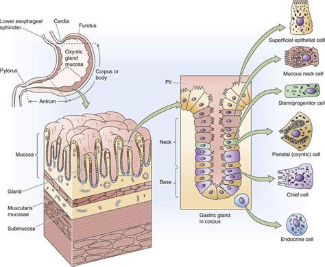 Functional Anatomy Of The Stomach Gastric Function The