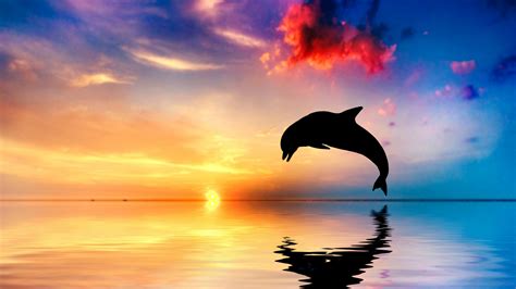 Wallpaper Dolphin Sunset Beautiful Ocean 5k Animals 935