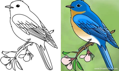 How To Draw A Bird Tutorial How To Draw A Bird