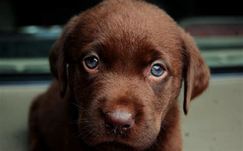 See more ideas about puppies, cute animals, cute dogs. Wallpaper labrador, puppy, sad, muzzle, look, cute, dog ...