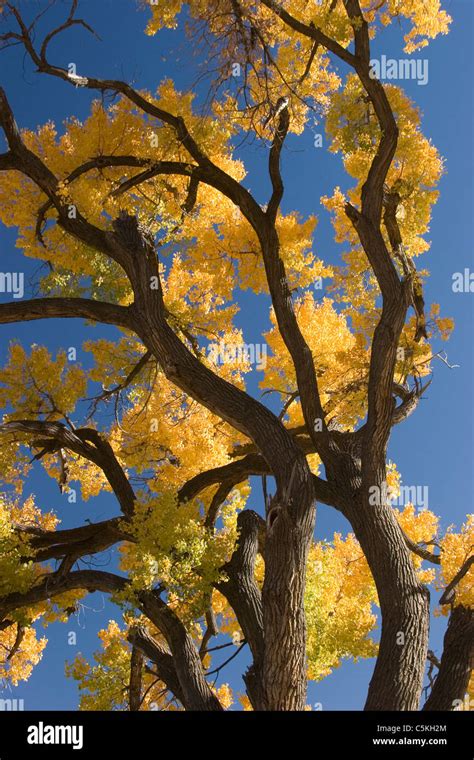 Vertical Fall Cottonwood Los Luceros Hi Res Stock Photography And