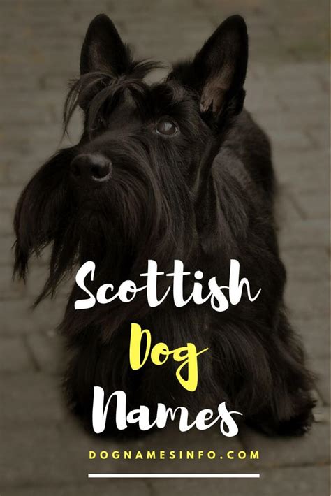Scottish Dog Names 2020 Top 235 Unusual Dog Names From Scotland