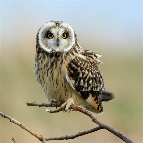 List Of 13 Owl Species In Europe Nature Blog Network
