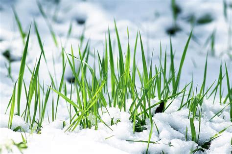 6 Helpful Tips For Winter Lawn Care Kansas Turfmasters