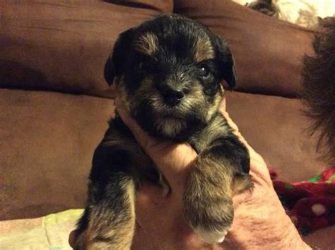 Brew's adoption events are open to the public. Morkie Puppies For Sale Wisconsin.Morkie Puppies For Sale ...