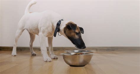 Uncover why diana pet food is the best company for you. Dog olfactometry: Diana Pet Food