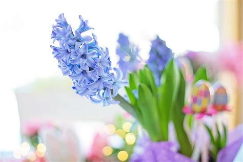 Easter Hyacinth Purple Flowers Spring Nature Blossoms Still Life