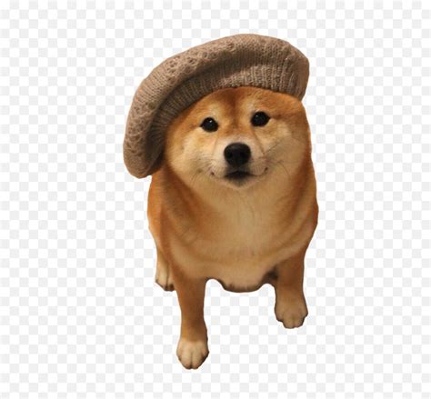 Doge With Hat Meme Steam Workshop Dog With A Hat The