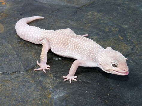 Leopard Gecko Facts And Pictures Reptile Fact
