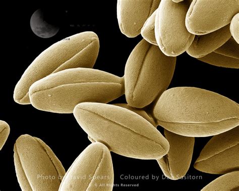 Scanning Electron Micrograph Sem Sycamore Aceraceae Pollen Grains