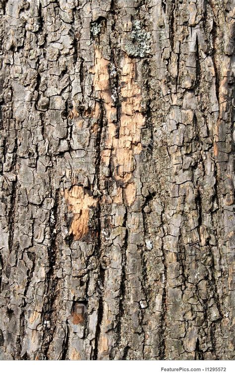 Natural Tree Bark Closeup Texture Background Stock