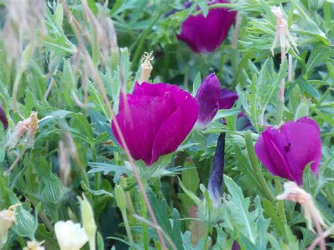 Oklahoma Purple Wildflowers Photograph By Virginia White Fine Art America